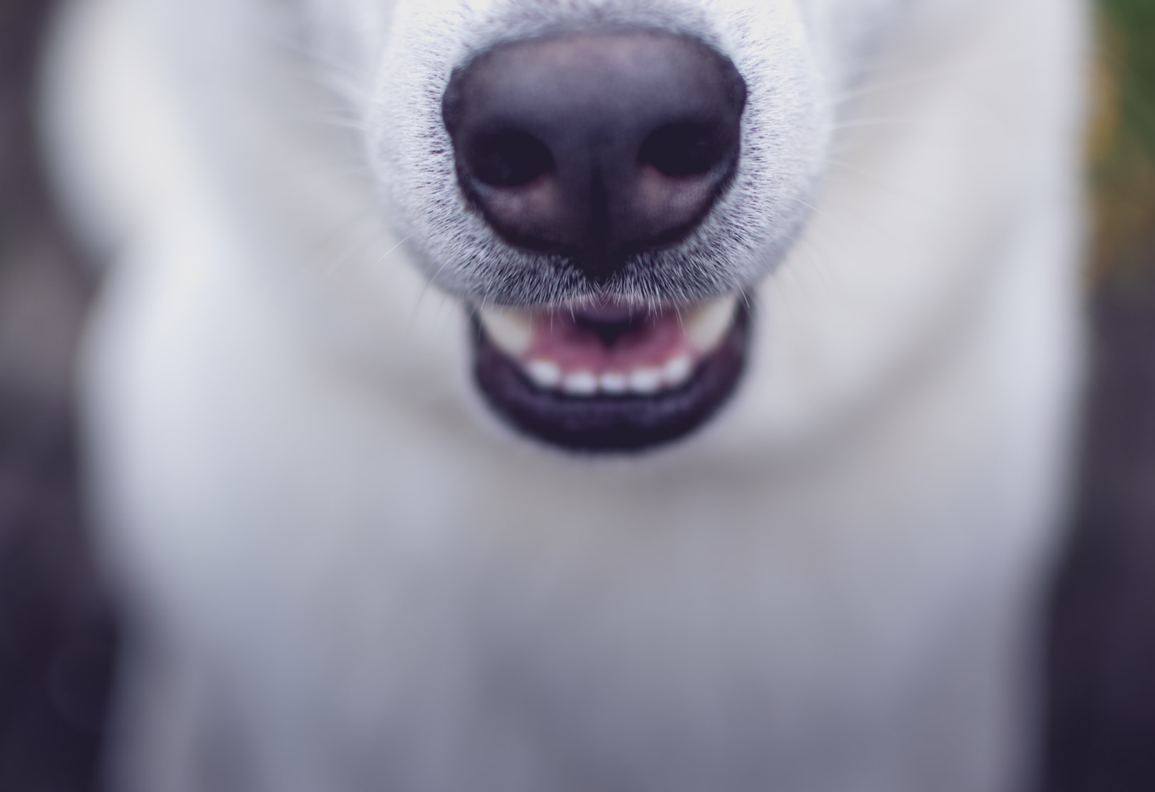 https://images.unsplash.com/photo-1507481579253-4a9e5eb892fc?ixlib=rb-1.2.1&ixid=MnwxMjA3fDB8MHxwaG90by1wYWdlfHx8fGVufDB8fHx8&auto=format&fit=crop&w=1630&q=80