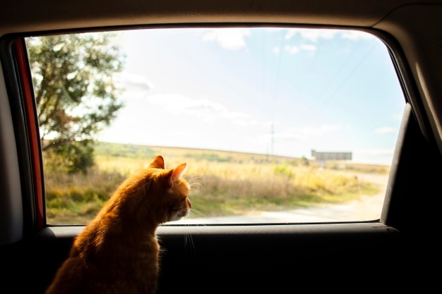 https://image.freepik.com/free-photo/cat-siting-back-seat-looking-outside_23-2148321791.jpg