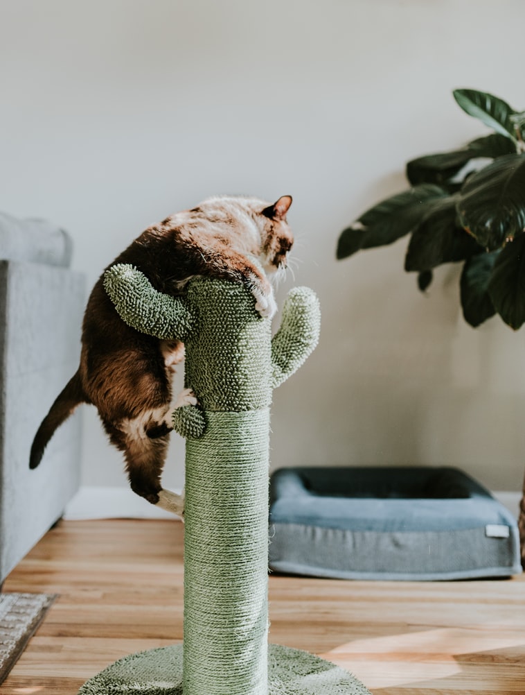 https://images.unsplash.com/photo-1601758065893-25c11bfa69b5?ixid=MnwxMjA3fDB8MHxwaG90by1wYWdlfHx8fGVufDB8fHx8&ixlib=rb-1.2.1&auto=format&fit=crop&w=758&q=80