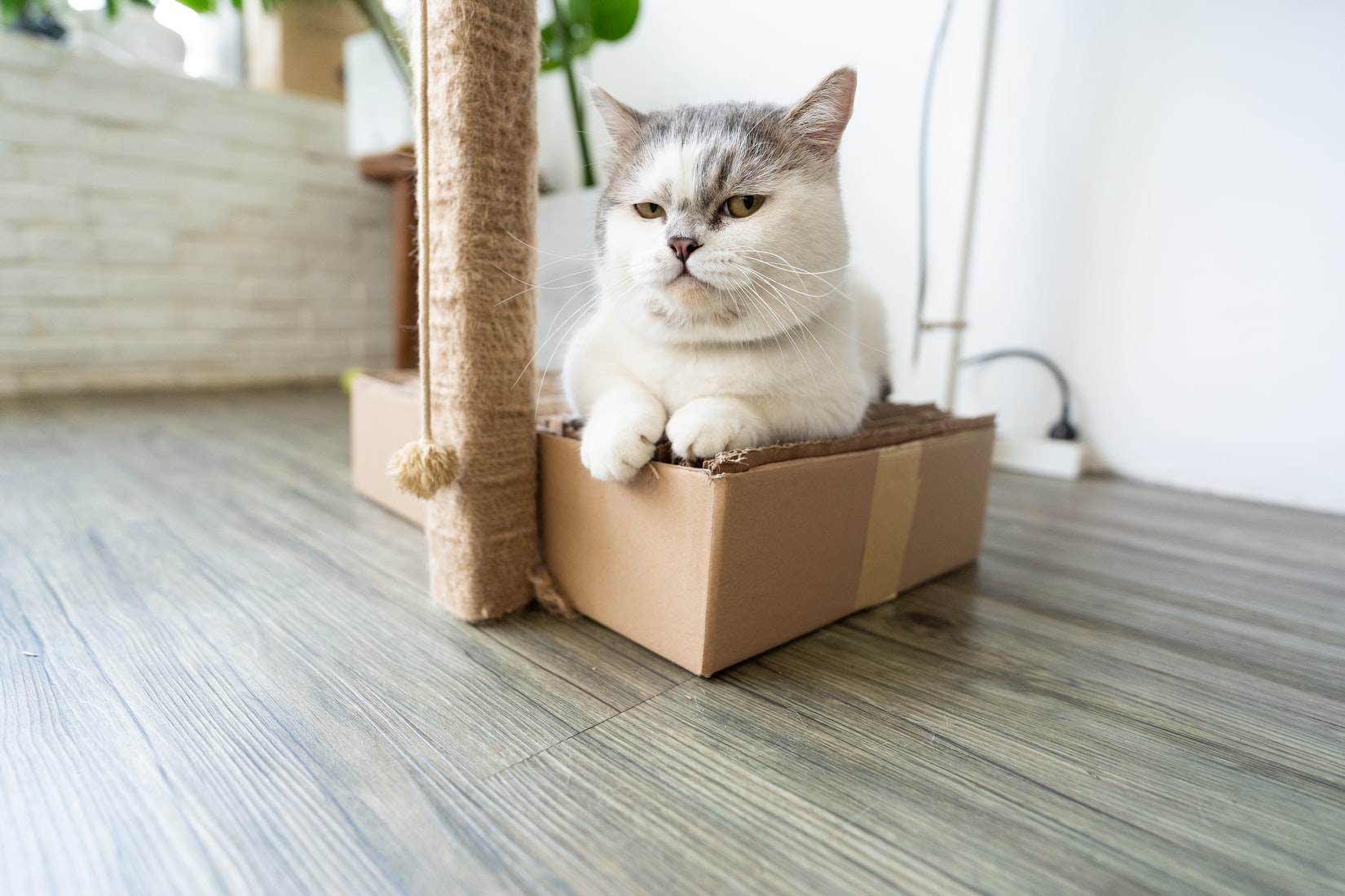 https://images.unsplash.com/photo-1615261754836-9472b23bdda4?ixid=MnwxMjA3fDB8MHxwaG90by1wYWdlfHx8fGVufDB8fHx8&ixlib=rb-1.2.1&auto=format&fit=crop&w=1650&q=80