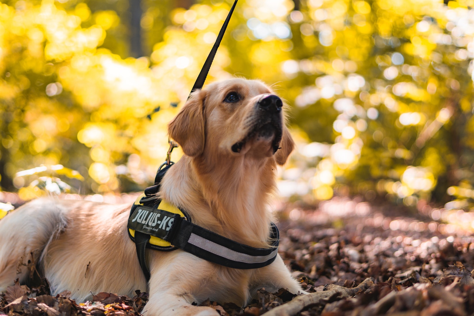 service dog e collar