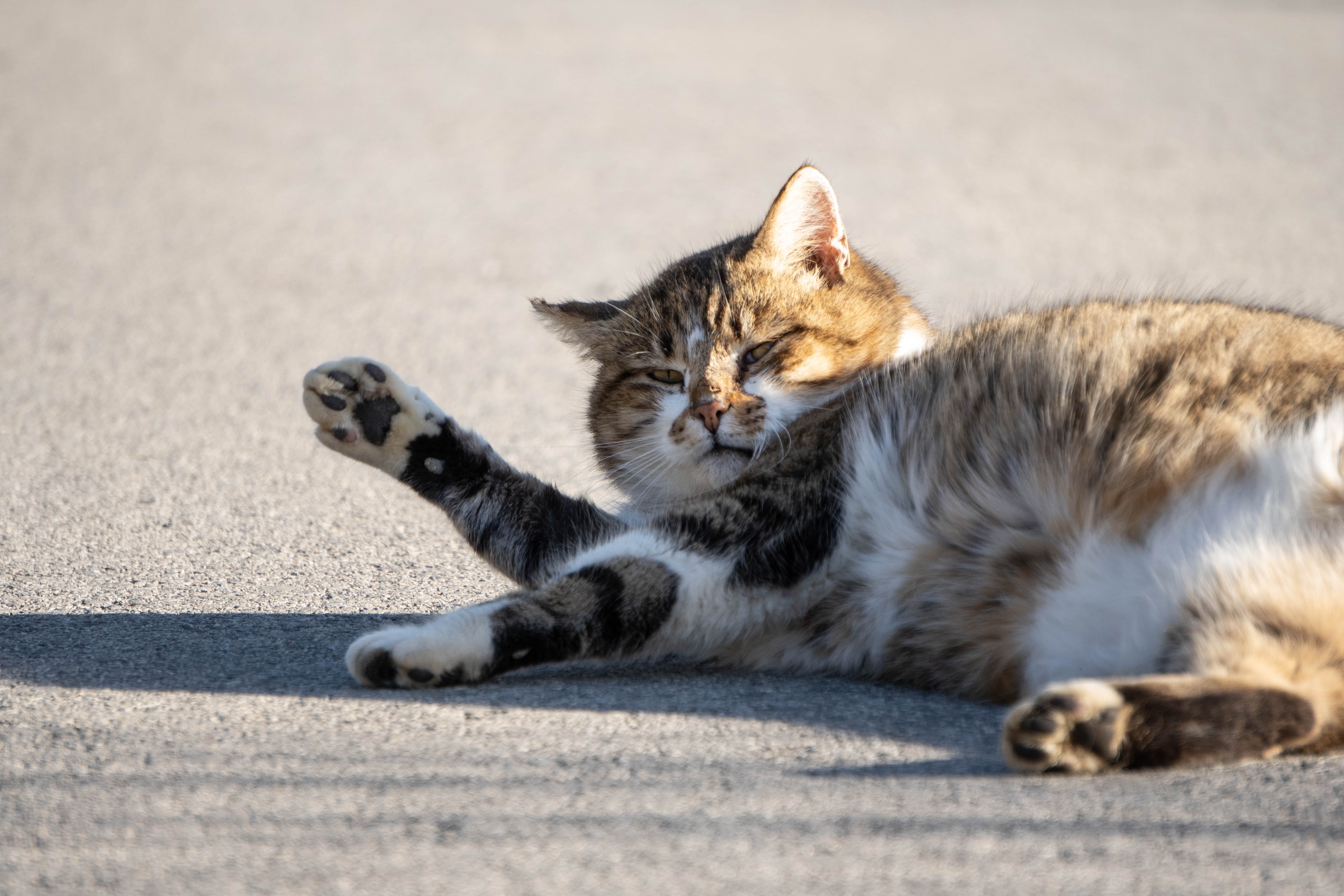 https://images.unsplash.com/photo-1611486098464-7906d8492ec8?ixlib=rb-1.2.1&q=85&fm=jpg&crop=entropy&cs=srgb