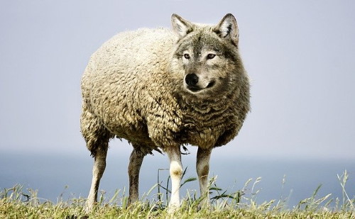 Les ETF Réduisent le risque : loup en agneau