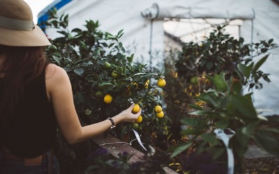 stock picking cueillir les bons fruits