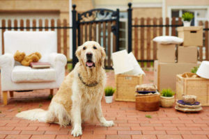 Moving with a Dog in Seattle