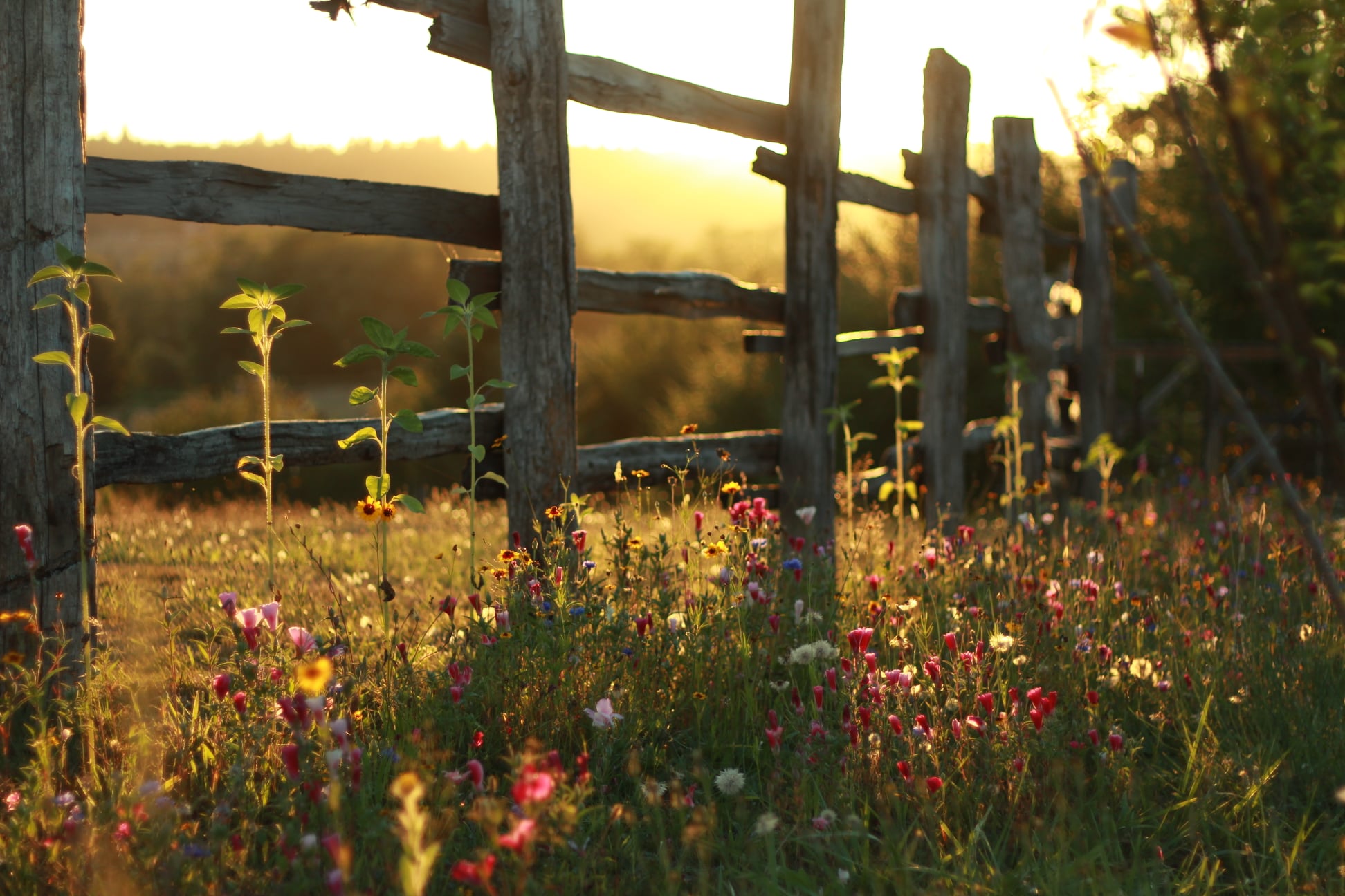 Flowers in the sun