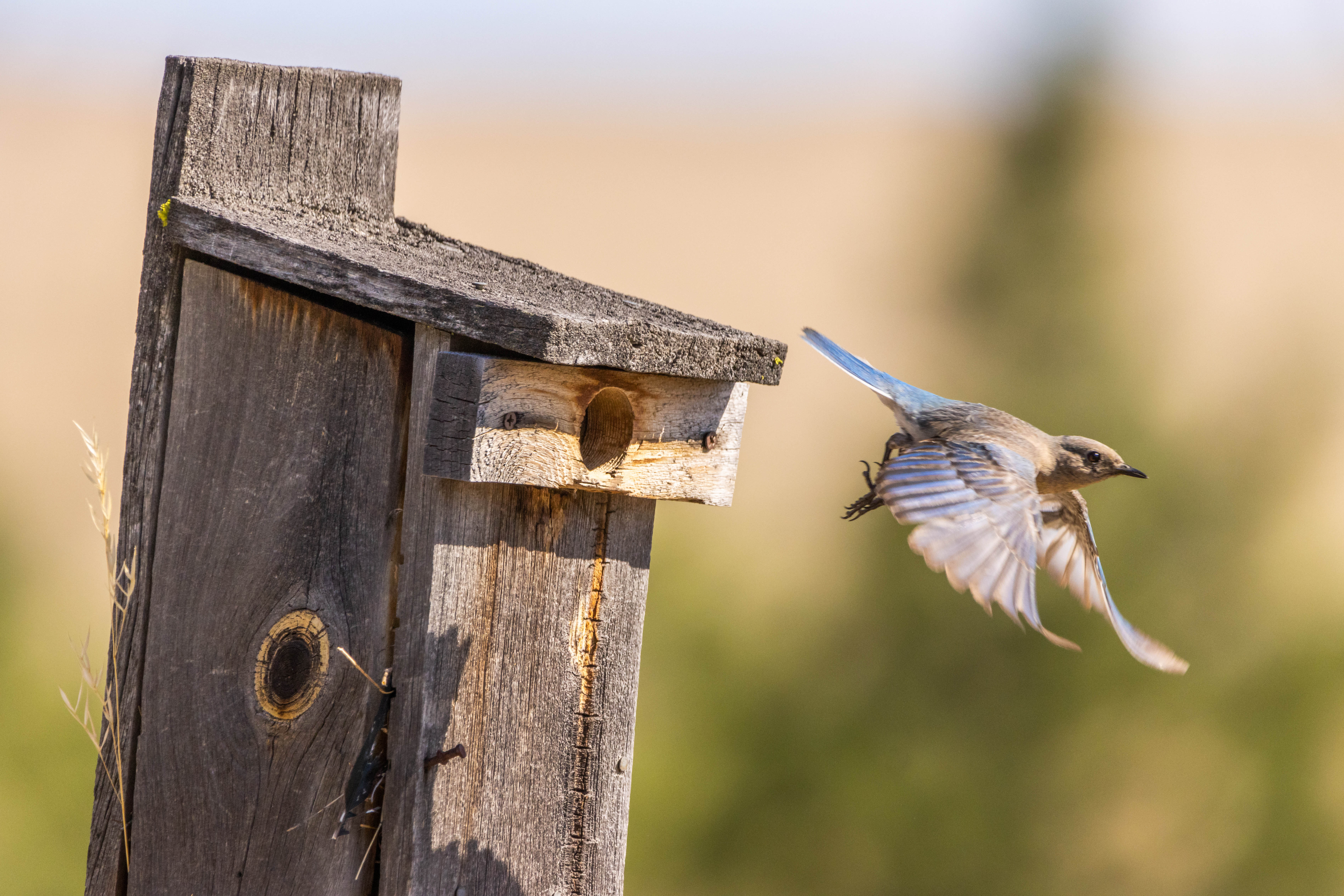 bluebird flying