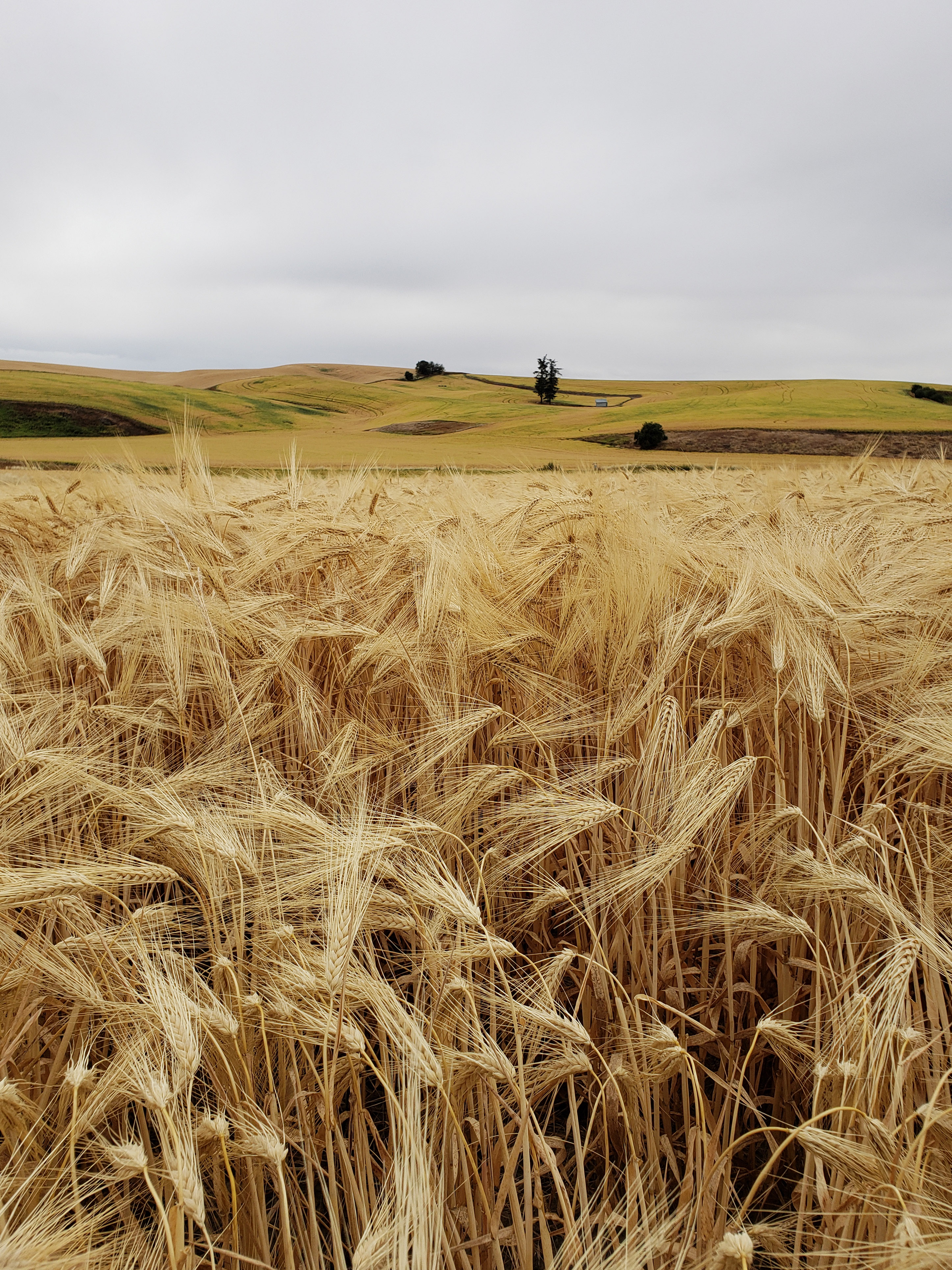 field