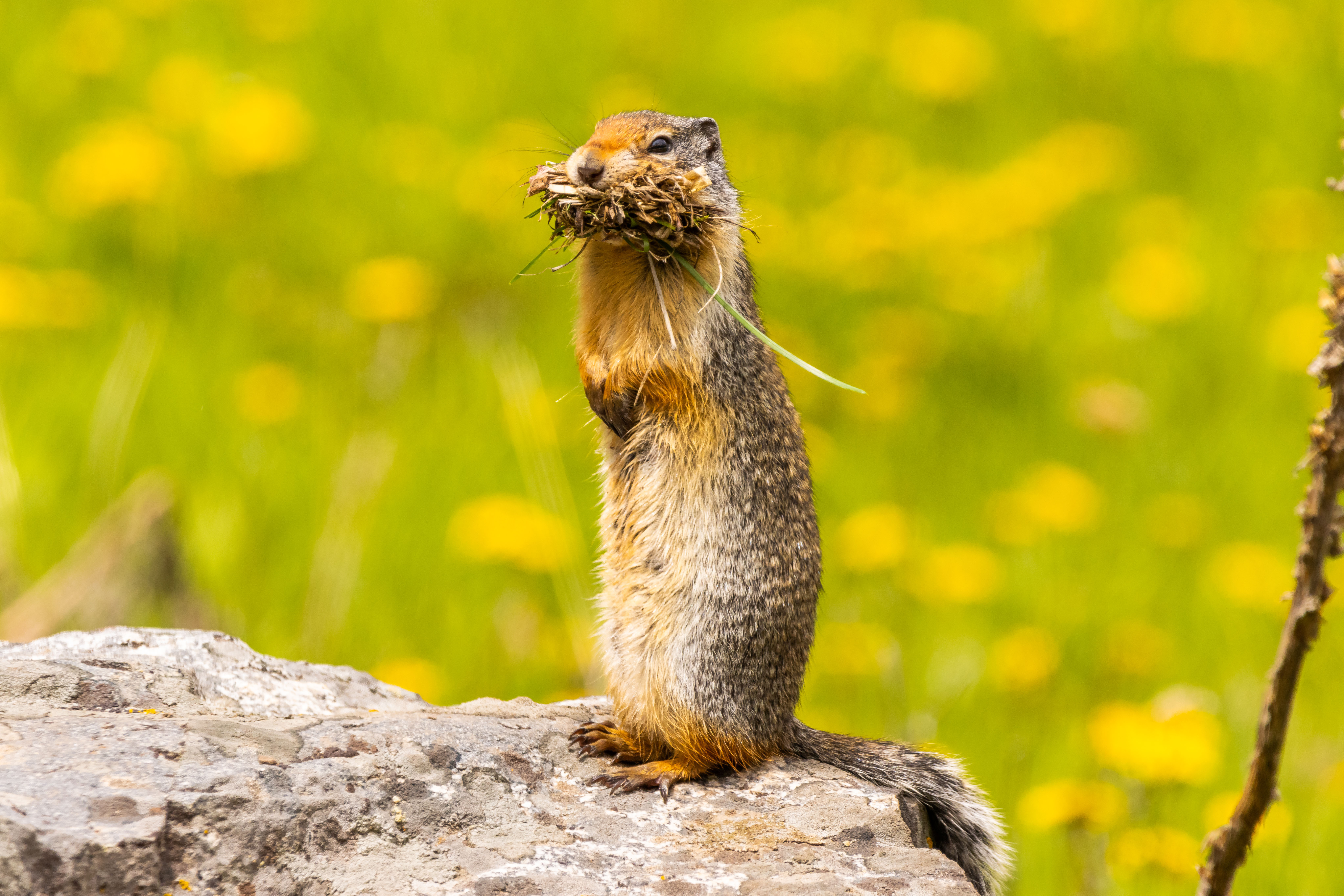 squirrel
