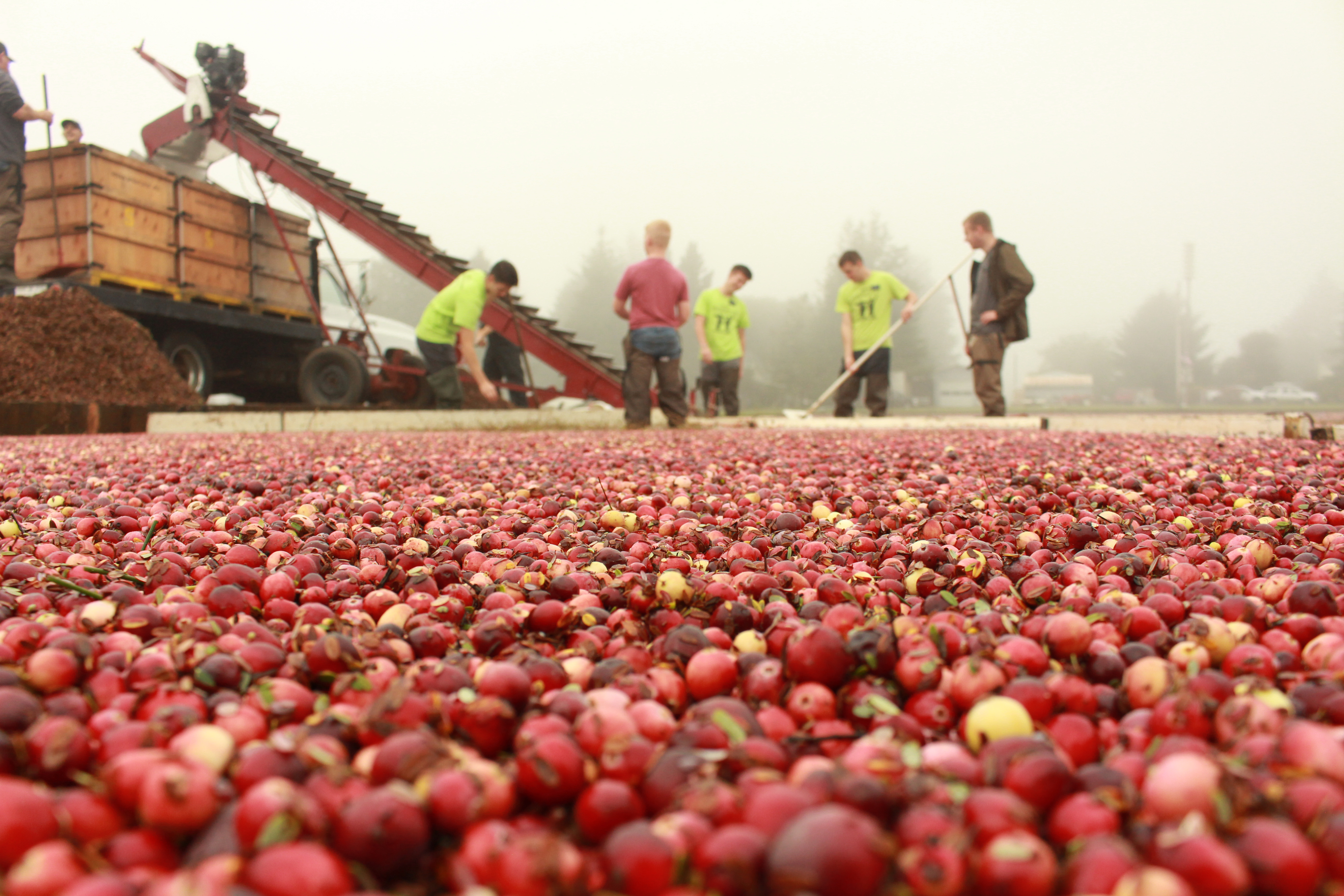 cranberries