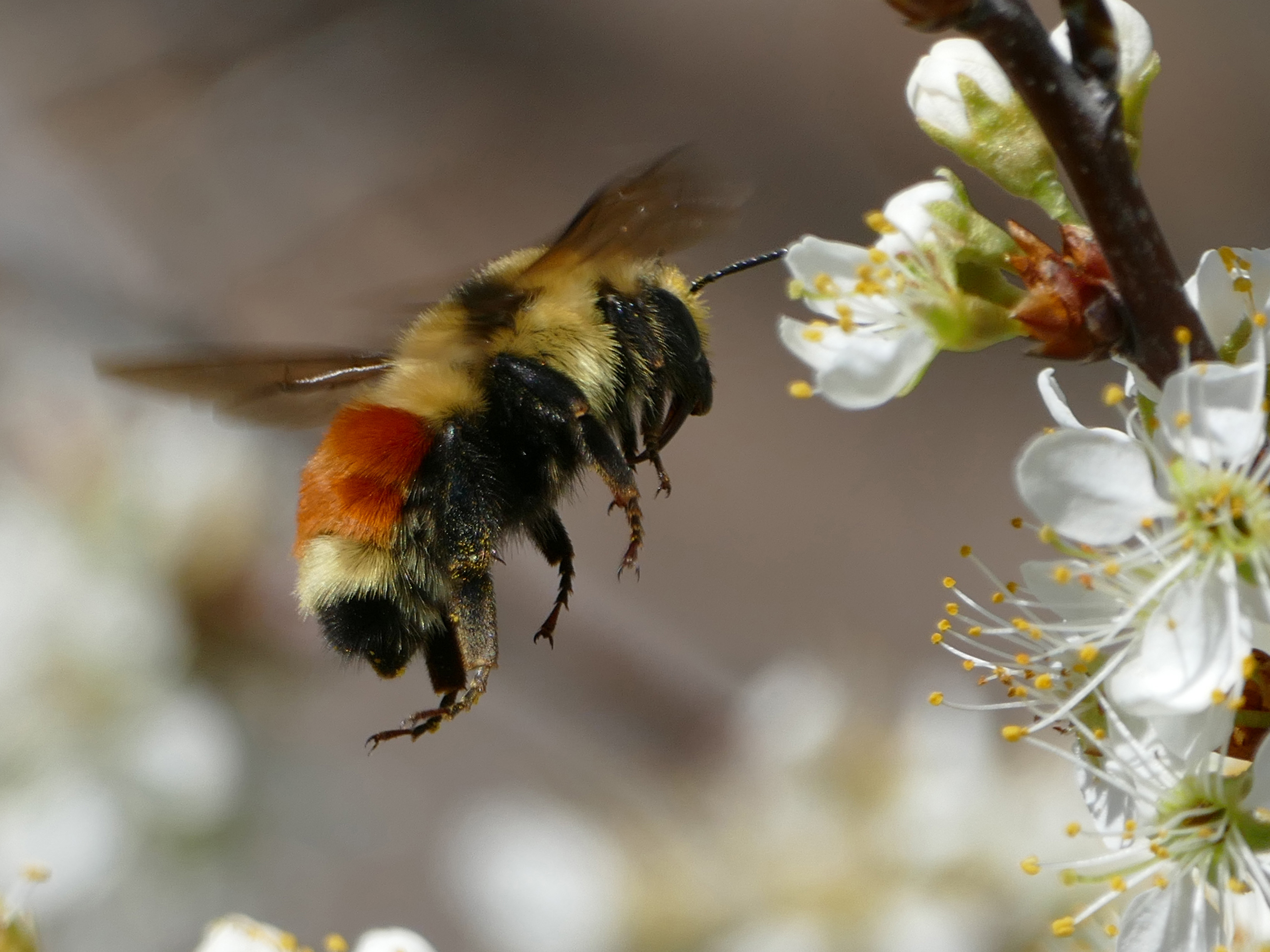 bee