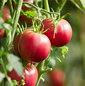 Fresh ingredients like tomatoes in our entrees
