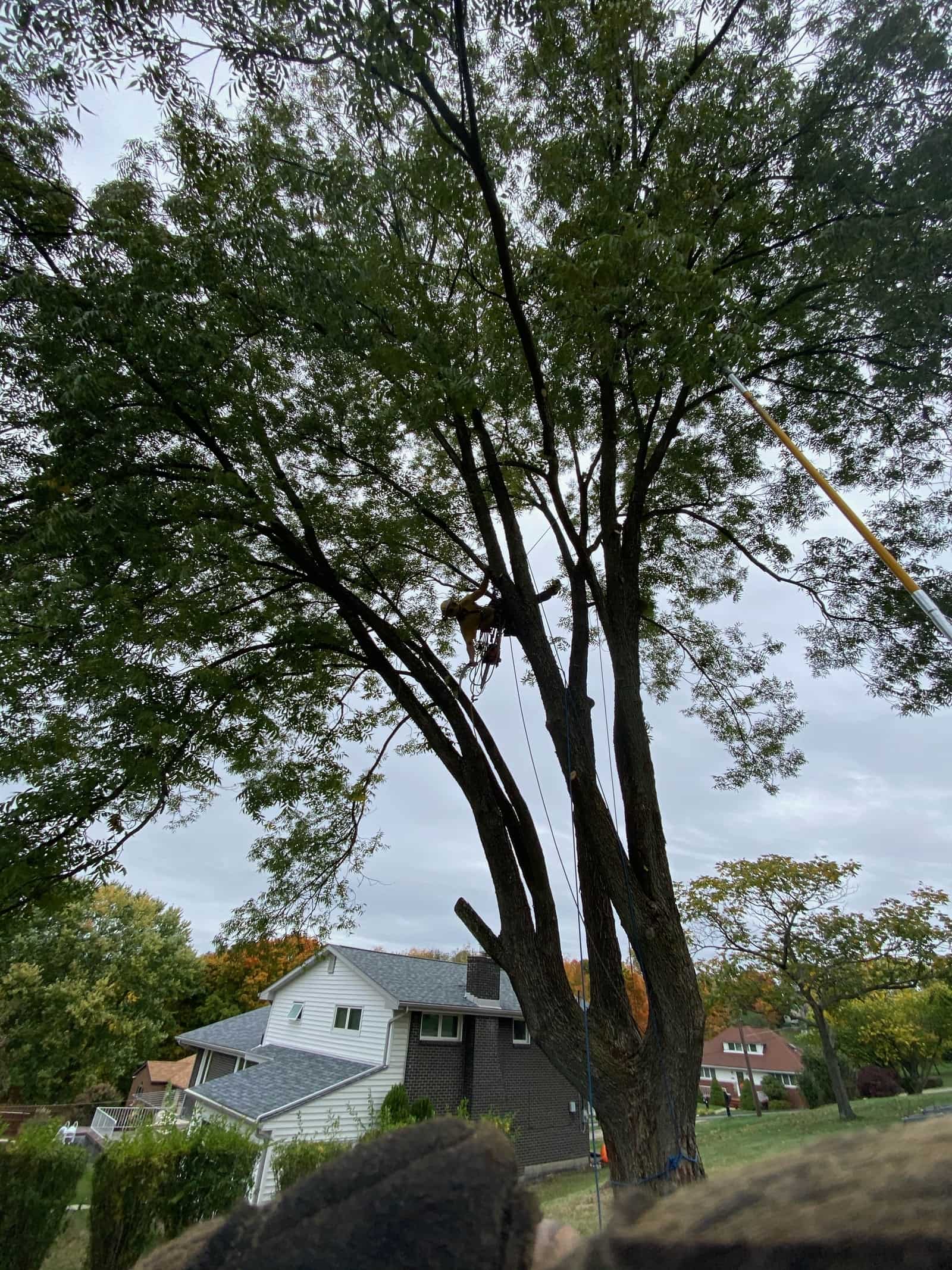 Pittsburgh Tree Service Steel City Arborist