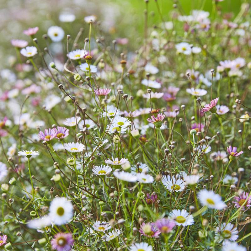 Erigeron karvinskianus | Bodembedekkers | Vaste planten | Muurfijnstraal