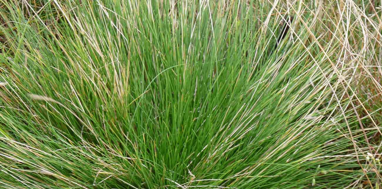 Sesleria autumnalis | Blauwgras