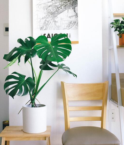 Une plante monstera sur une table basse dans un espace détente.