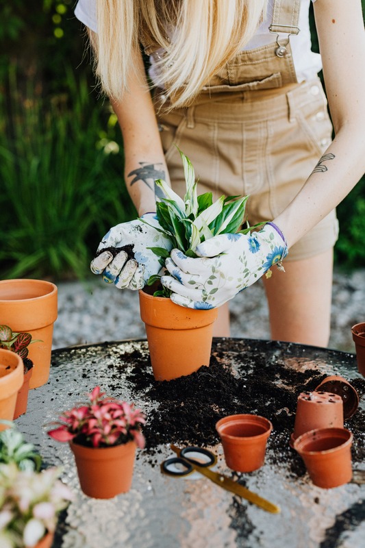 Une femme rempote une plante verte.