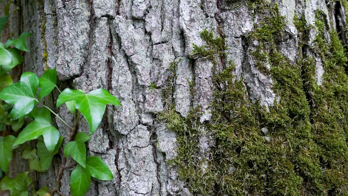Tronc d’arbre avec de la végétation : de la mousse et des feuilles