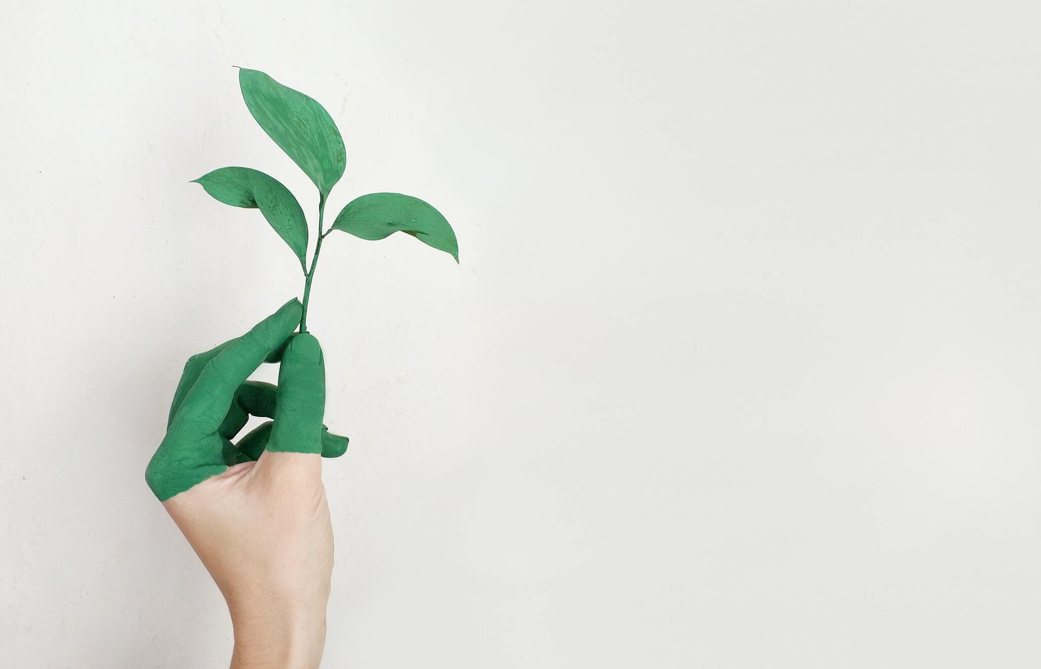 Une main recouverte de peinture verte tient une tige avec des feuilles vertes en échos à la durabilité