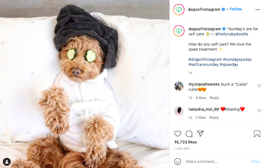 social media graphic example - dogsofinstagram