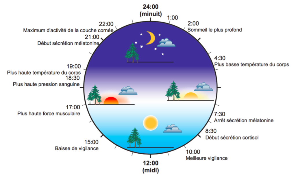 Schéma représentant le rythme circadien