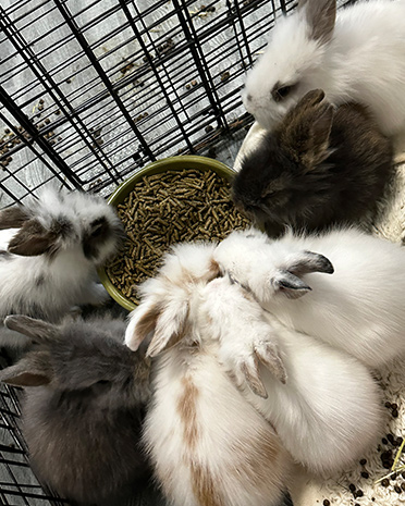 Adoptable and Fosterable Rabbits