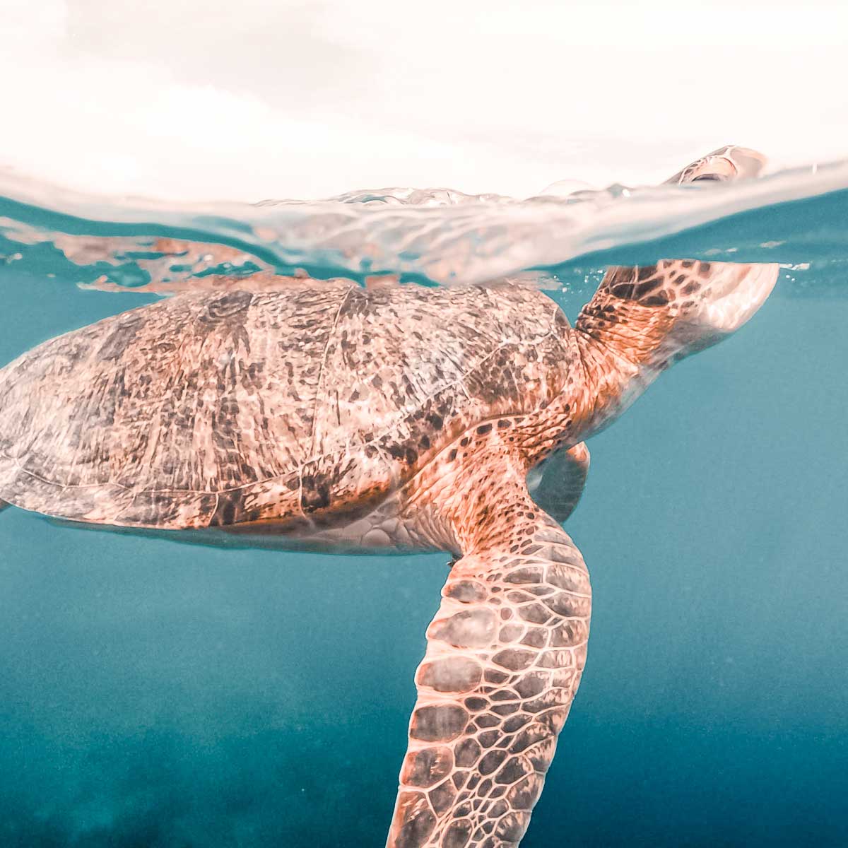 a sea turtle swimming in clear ocean water