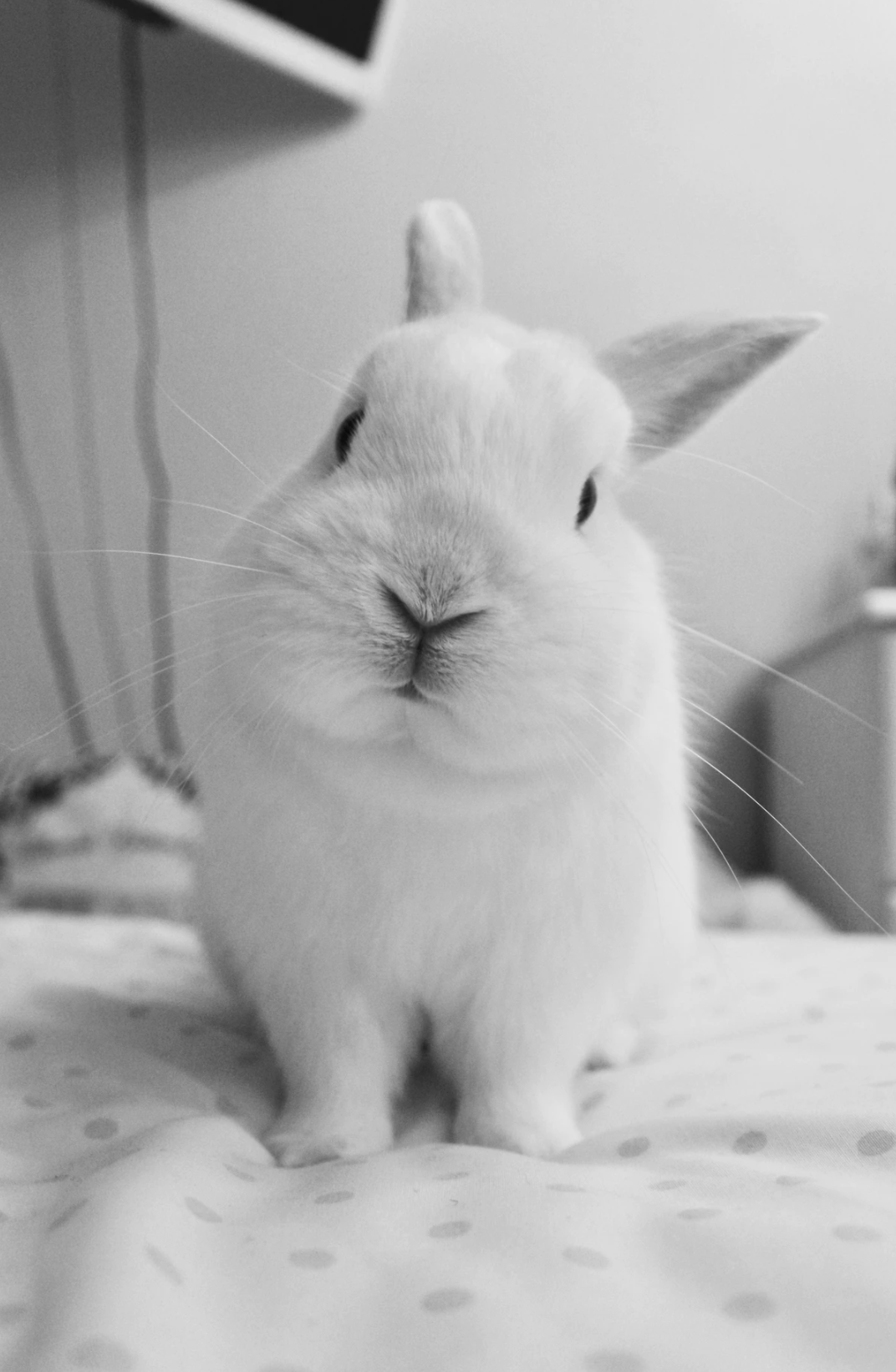 Smart Webdesign aus Rosenheim und München mit Marshall dem Studio Rabbit der blauen Seiten