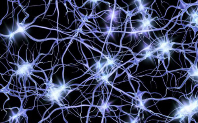 Neurons