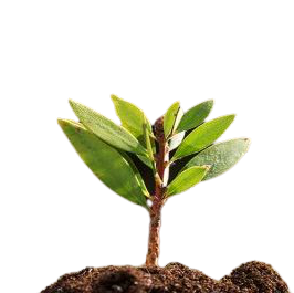 plant_a_tree_onetreeplanted_eco_wheat_straws_collection_stirrer_cotton_bud