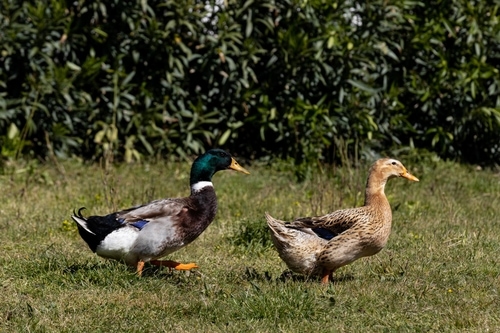 QSF Animais