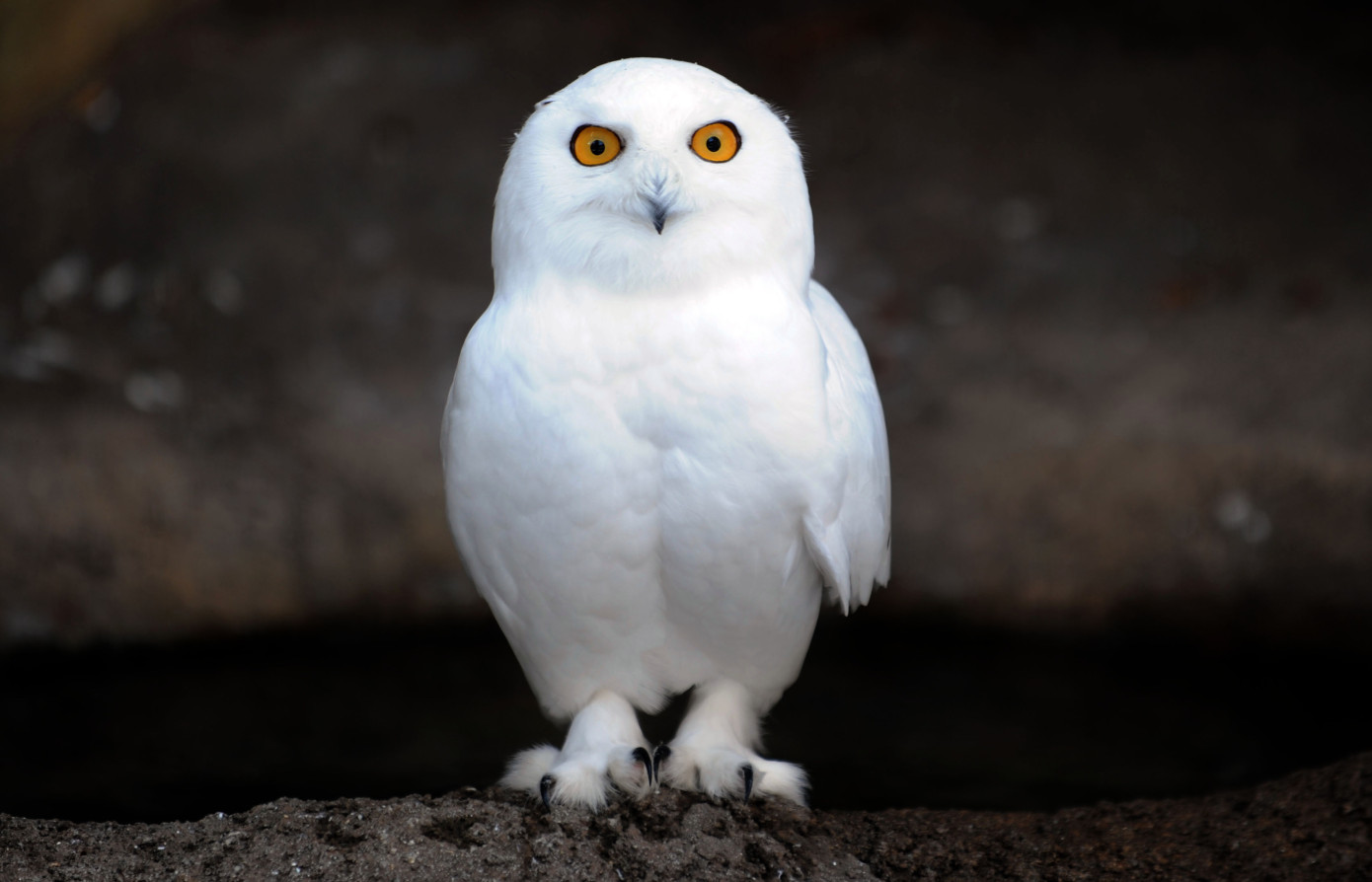 Owl raises $10 million for two-way car dashboard camera