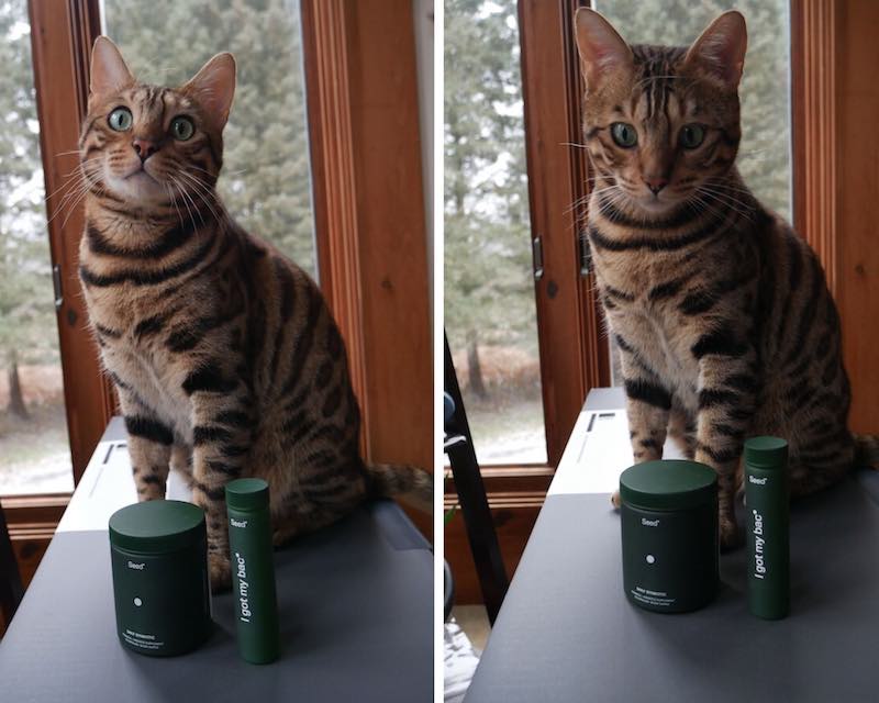 My cat Neo posing with Seed products