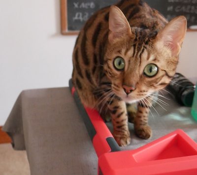 Cat standing on a table with the Chopper
