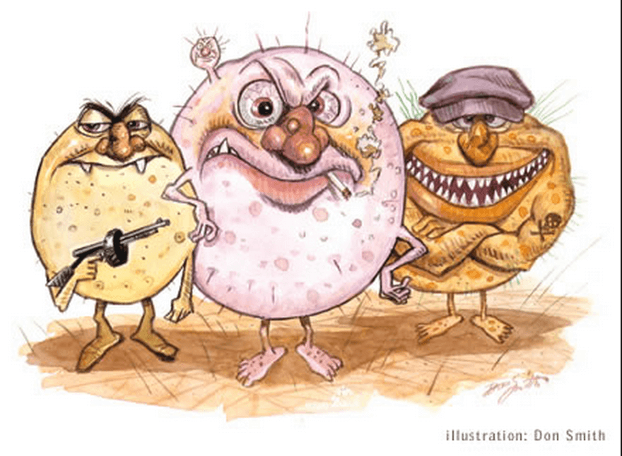 bacteria