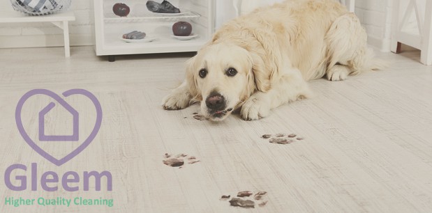 Pet Cleaning Blog Post