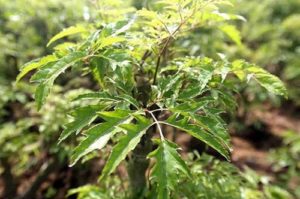 Đinh lăng - Cây thuốc trị xương khớp