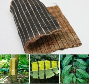 Đỗ Trọng - Cây thuốc nam chữa bệnh đau nhức xương khớp