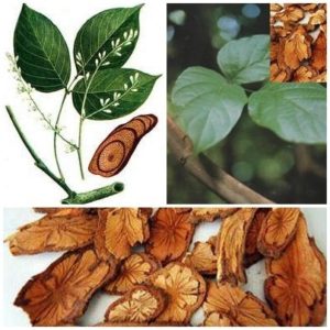 Huyết Đằng – cây thuốc nam trị đau nhức xương khớp