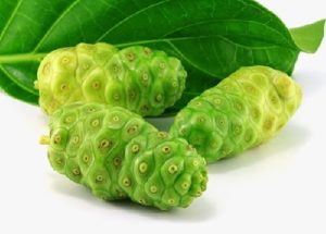 Trái nhàu trị đau nhức xương khớp
