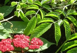 Gối hạc với công dụng trị bệnh xương khớp