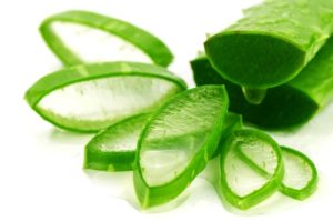 Nha đam (lô hội)- Cây thuốc nam trị xương khớp