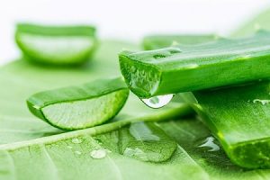 2.Cách hạn chế rụng tóc với lô hội