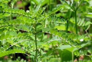 Uống nước gì mát gan - Lá cây chó đẻ (diệp hạ châu)