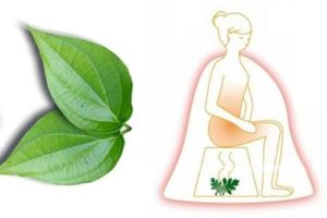 Cách làm se khít vùng kín bằng lá trầu