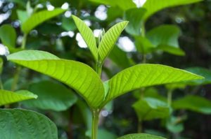 Bài thuốc chữa hơi thở có mùi hôi từ lá ổi