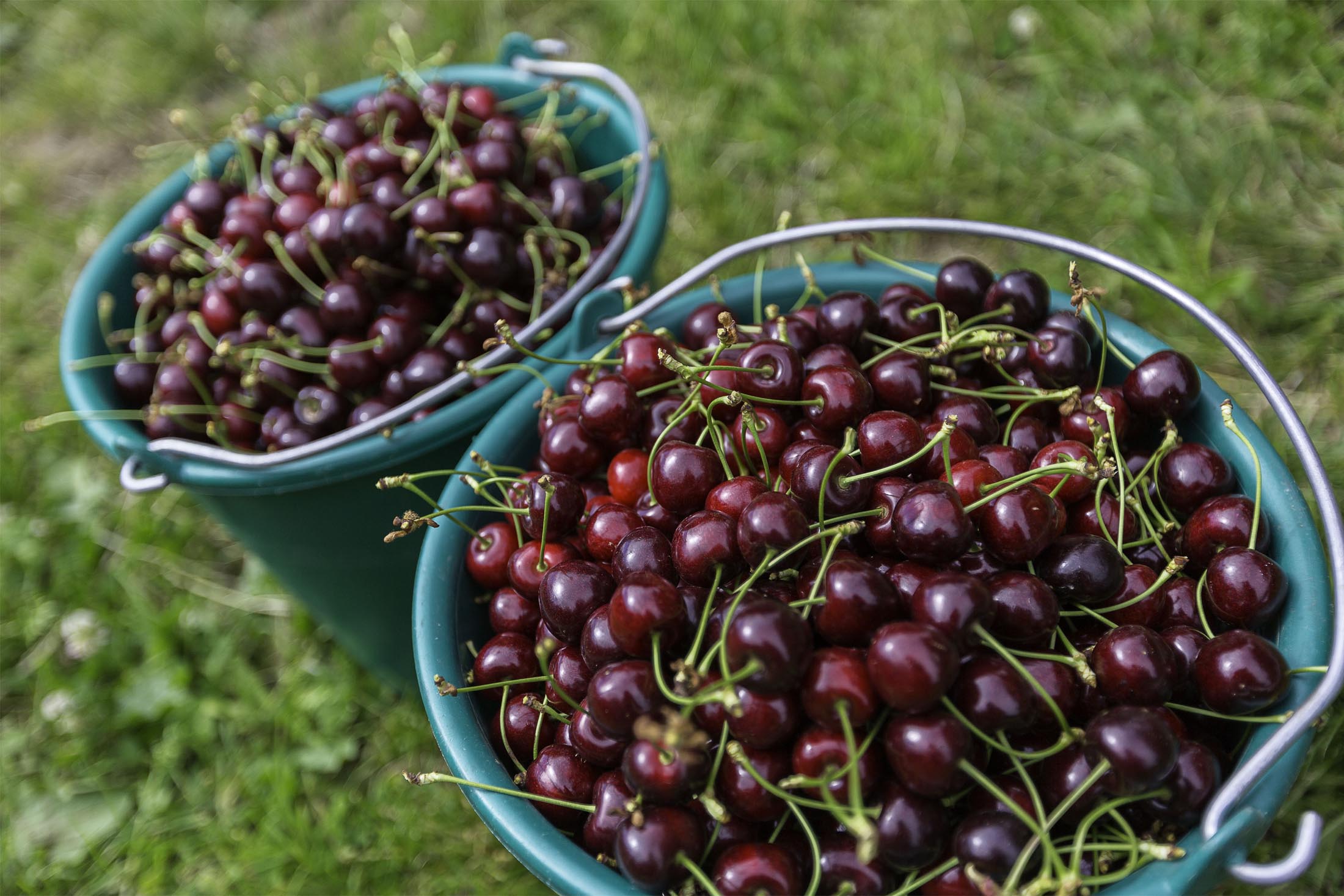 Cerises du Pays de l'Arbresle
