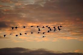 Flock-of-Geese