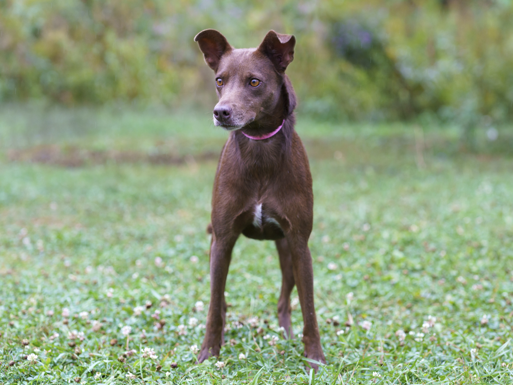 Does Paprika Help Dogs