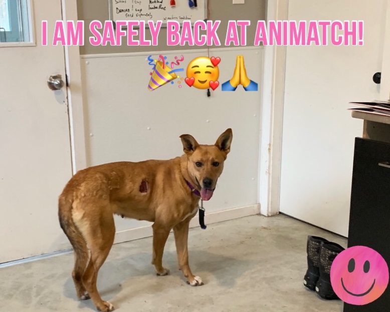 Animatch Dog Adoption Services